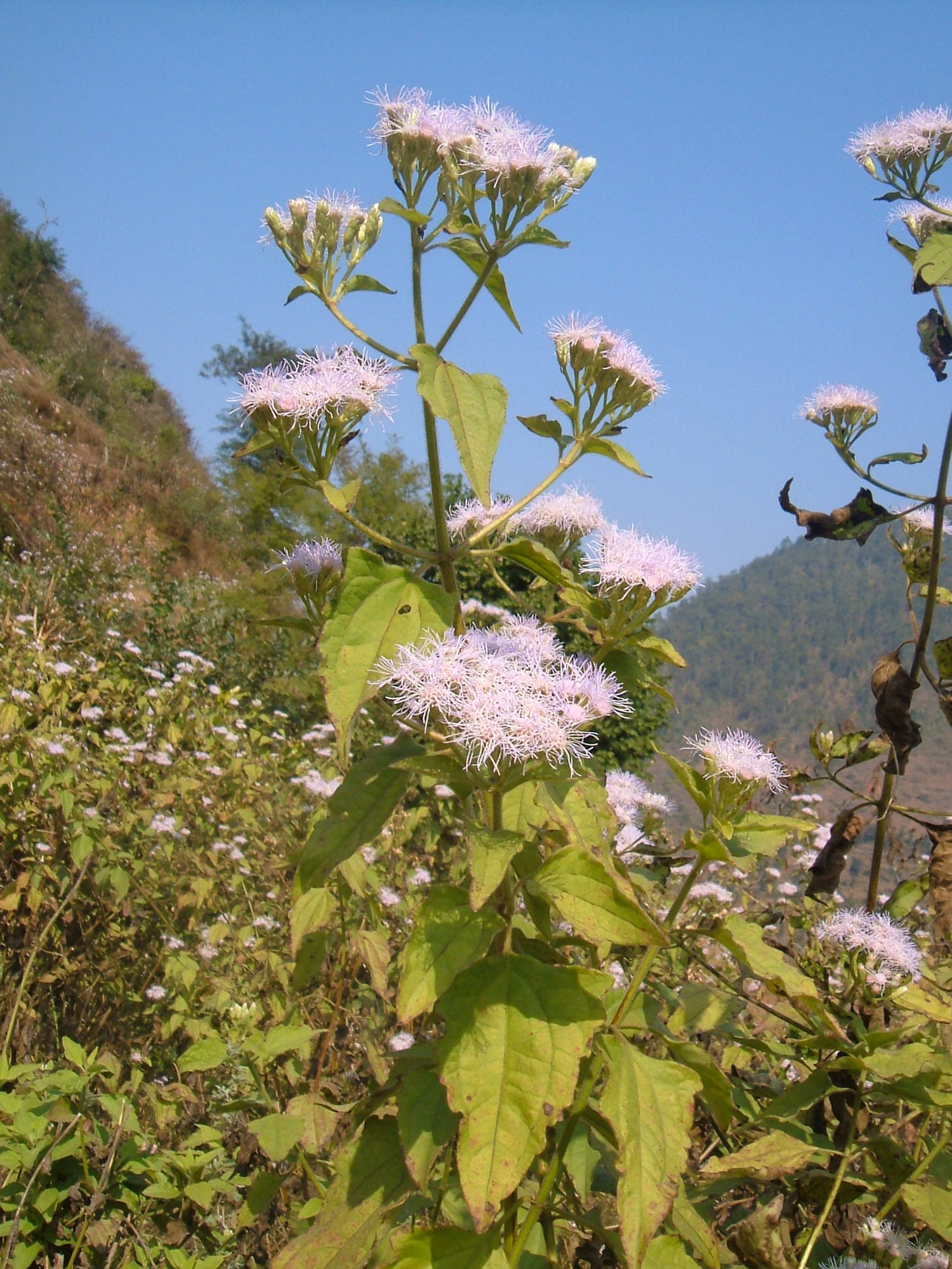 सेताे वनमारा, bharat babu shrestha.JPG